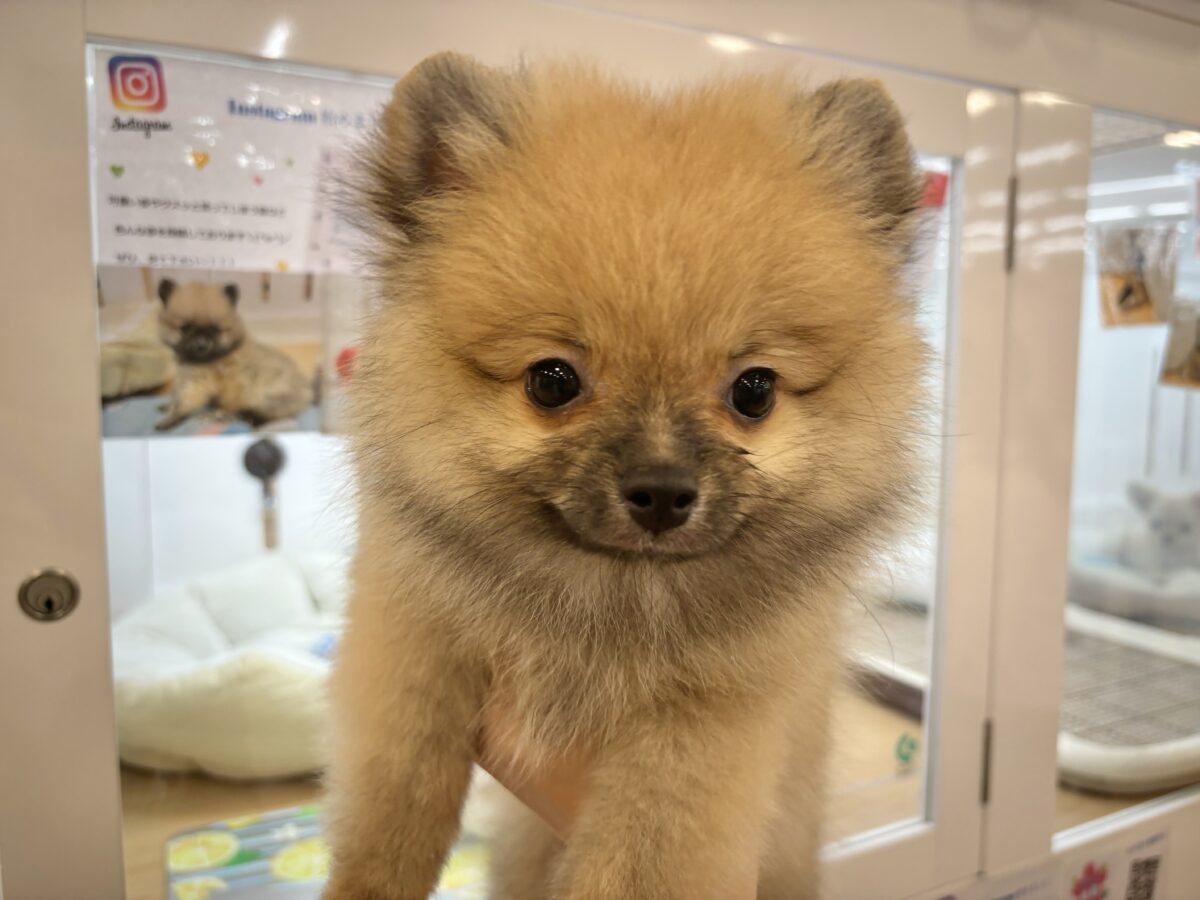 超ホヤホヤ最新画像✨僕の甘ったれを受け止めてぇ〜♡ポメラニアンくん! ポメラニアン
