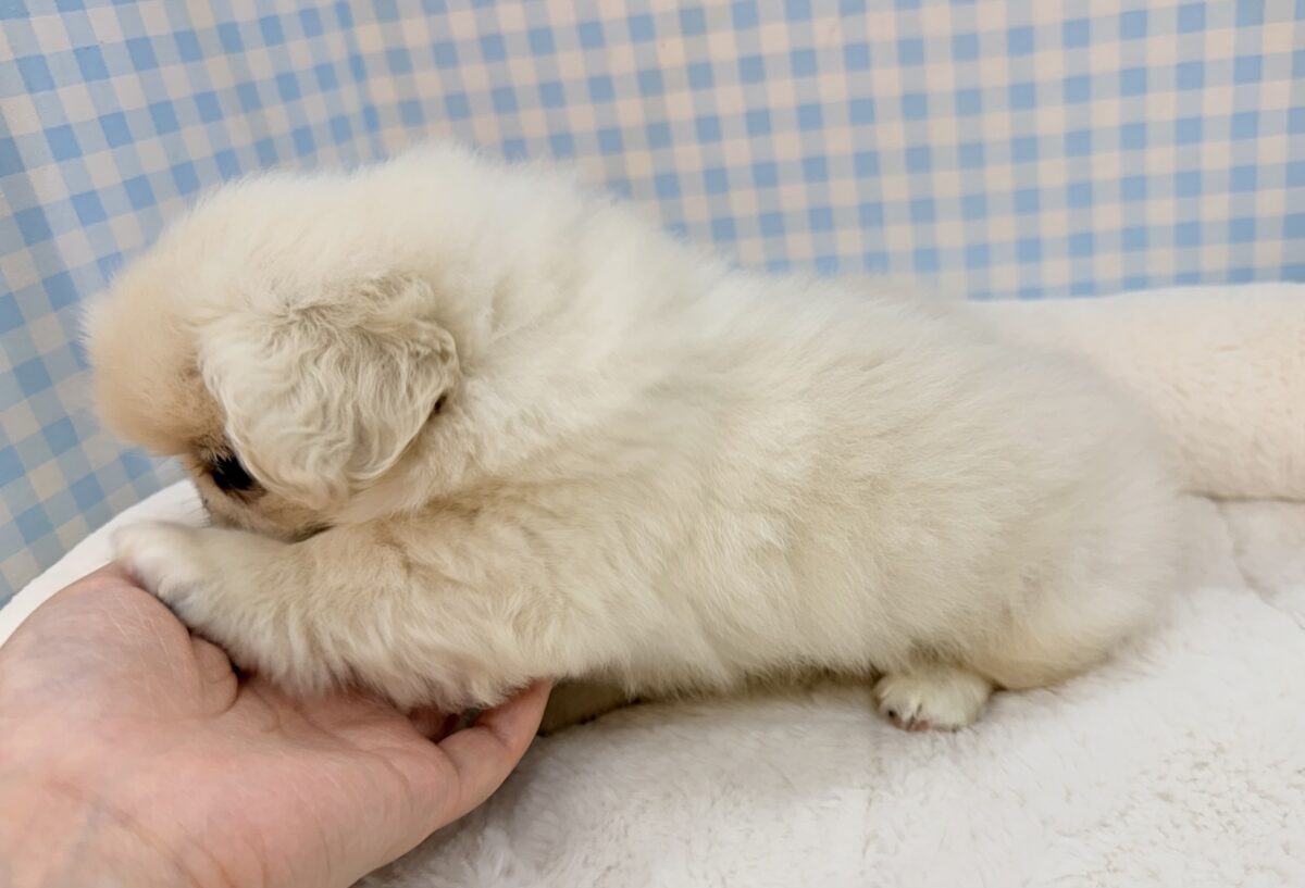 最新📷アザラシの子供?ペキくん来たよ! ペキニーズ