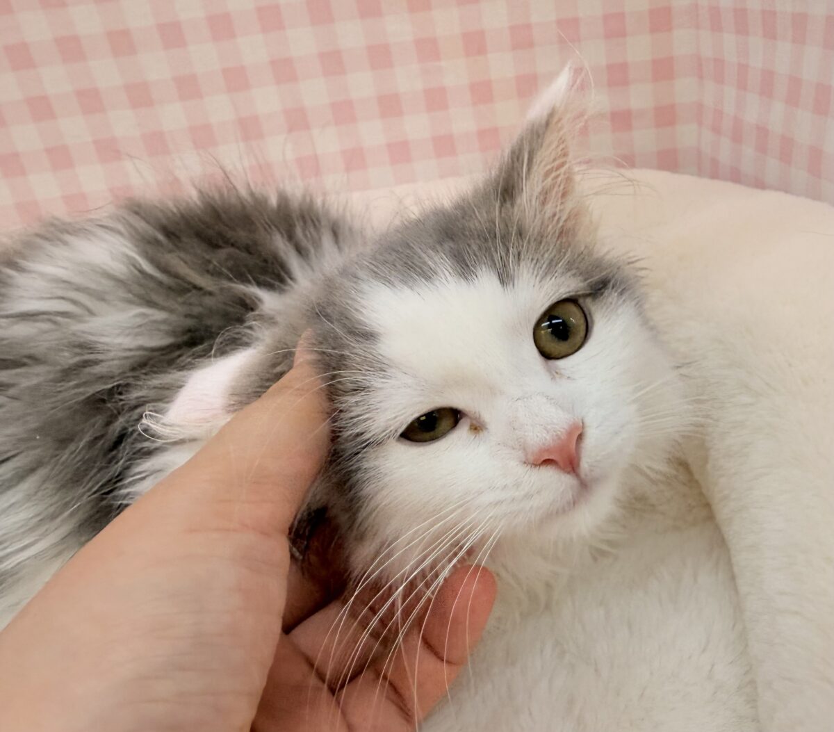 マンチカン