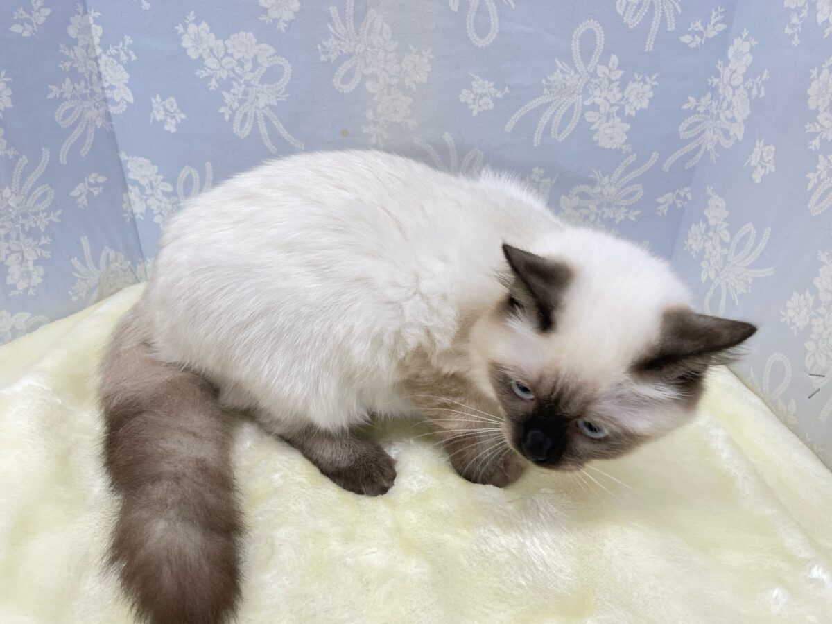 ✨️珍しいカラーなブリくん✨ブリティッシュショートヘアー(シールポイント)🤍男の子💙2026年1月25日生まれ ブリティッシュショートヘア