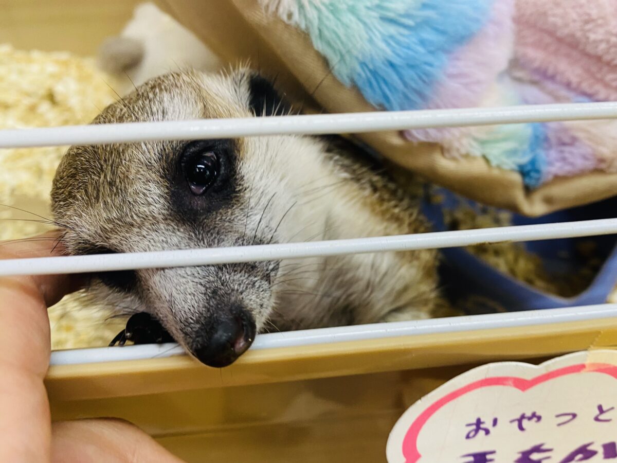 ミーアキャット