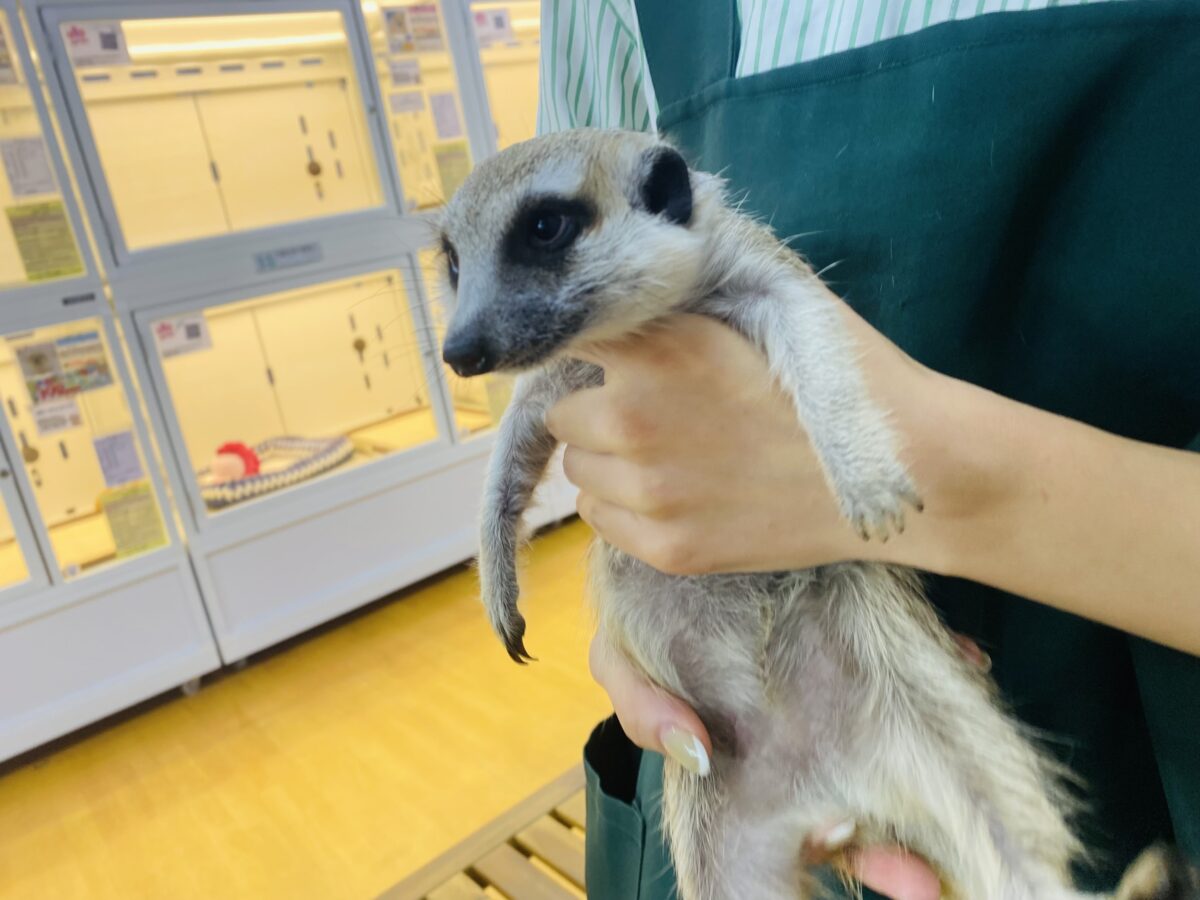 ミーアキャット