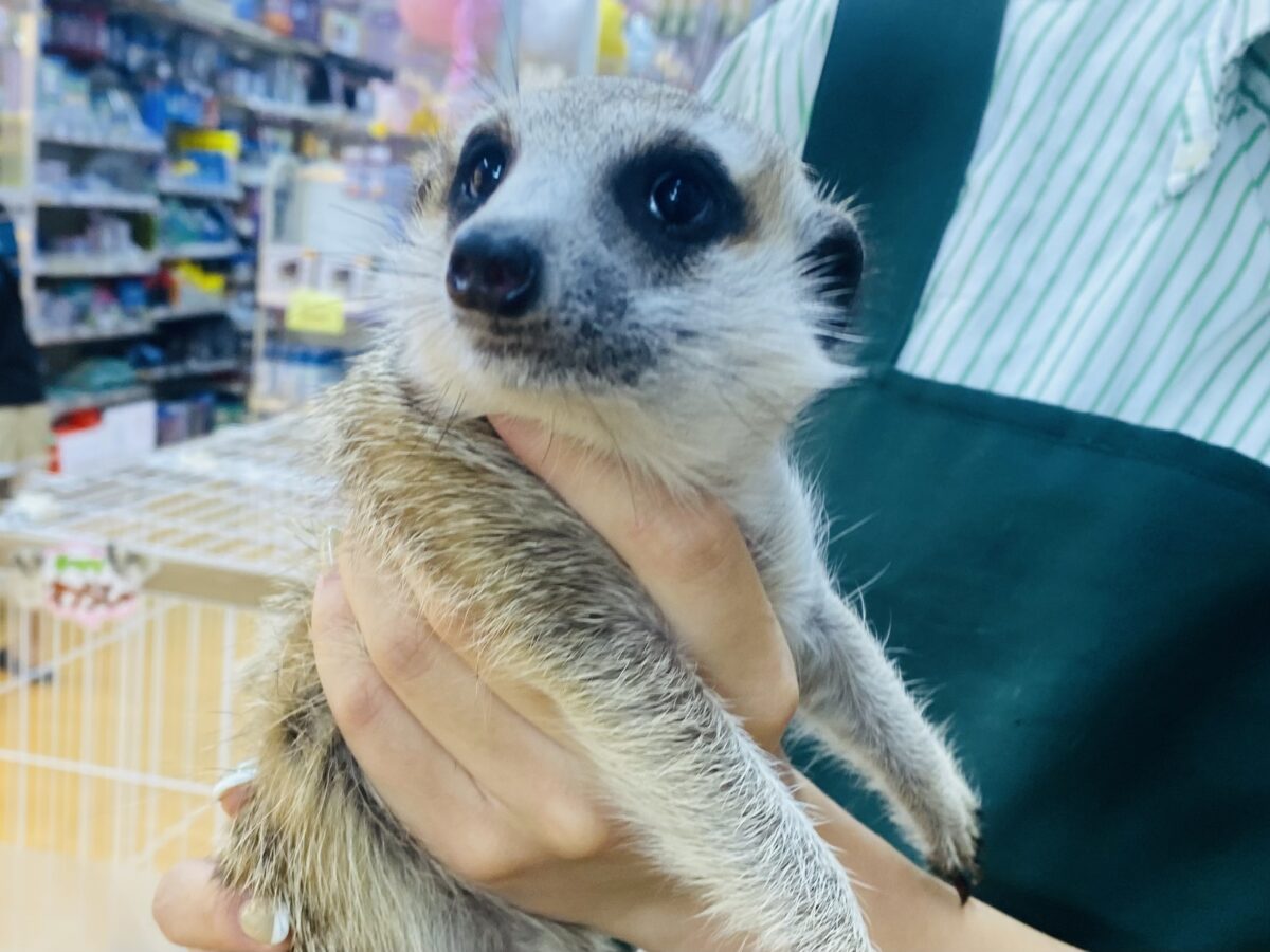 ミーアキャット