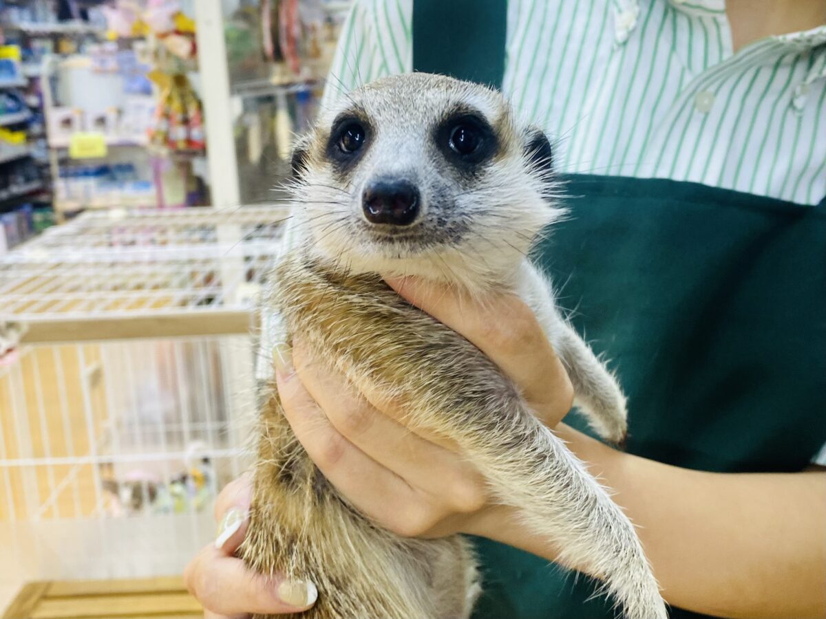 最新画像あります！ヌーヌーっと呼んじゃうよ〜💗ミーアキャットやって来た‼️