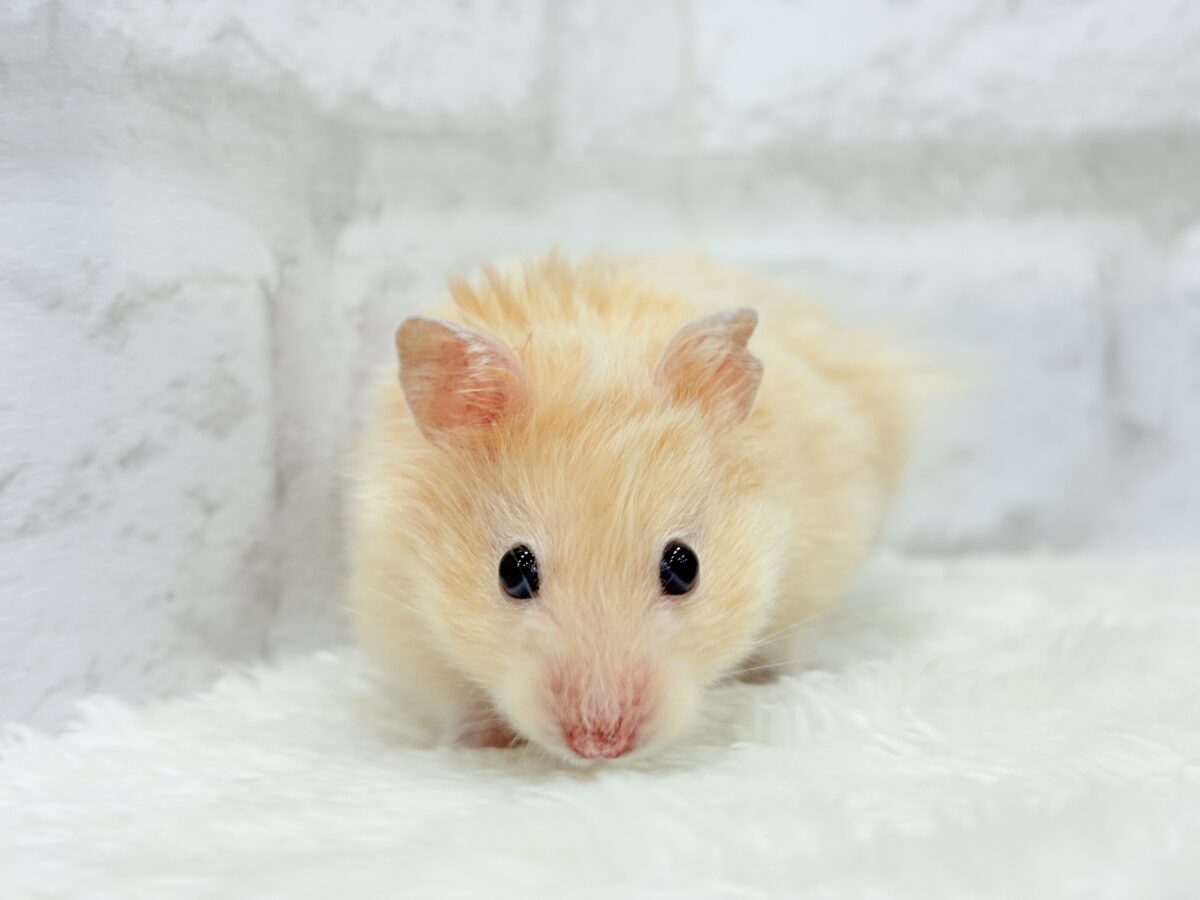 【あと1匹です☆最新画像更新🪄】個性的☆ブラザーズ🐹🪅ゴールデン系ハムスター(男の子) ゴールデンハムスター