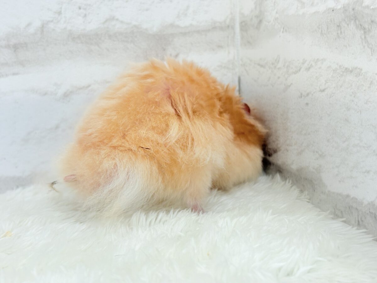 ゴールデンハムスター