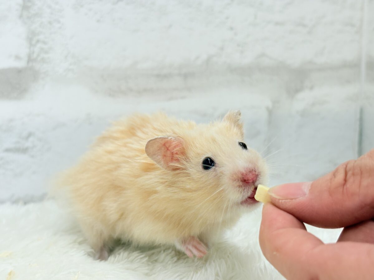 【あと1匹です☆最新画像更新🪄】個性的☆ブラザーズ🐹🪅ゴールデン系ハムスター(男の子) ゴールデンハムスター
