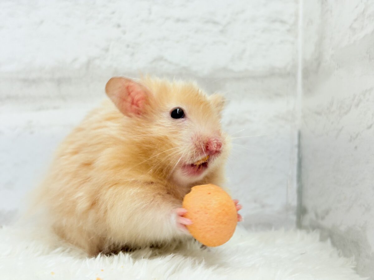 【あと1匹です☆最新画像更新🪄】個性的☆ブラザーズ🐹🪅ゴールデン系ハムスター(男の子) ゴールデンハムスター