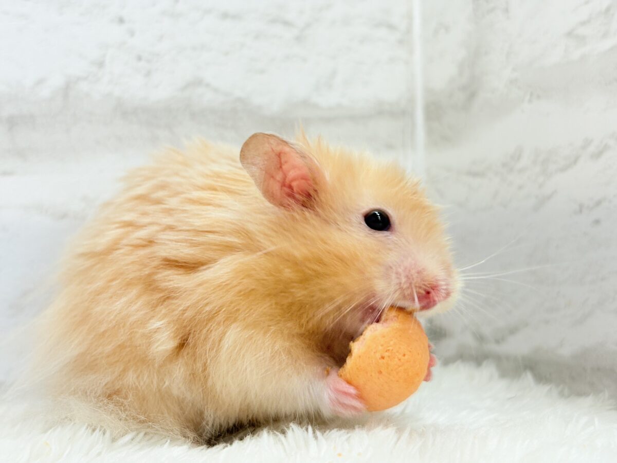 【あと1匹です☆最新画像更新🪄】個性的☆ブラザーズ🐹🪅ゴールデン系ハムスター(男の子) ゴールデンハムスター