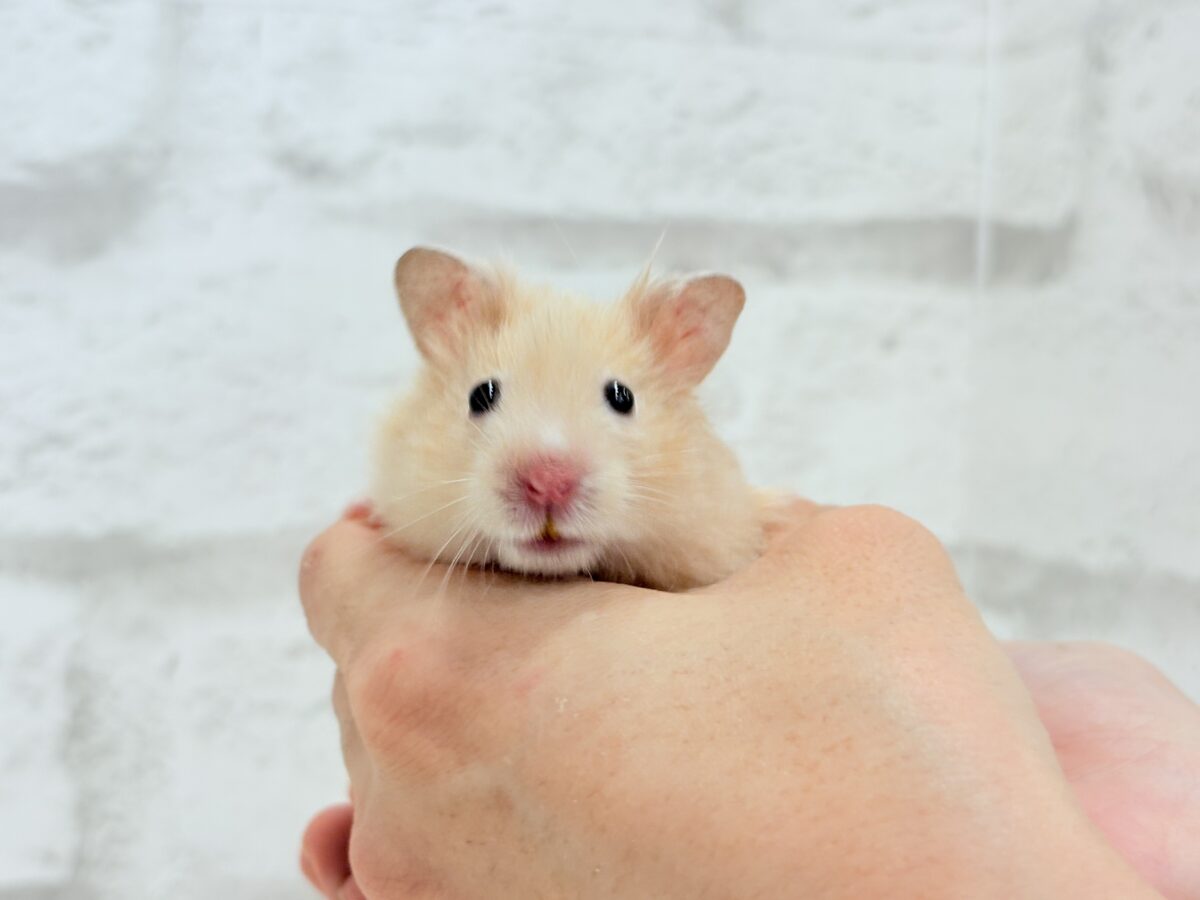 【あと1匹です☆最新画像更新🪄】個性的☆ブラザーズ🐹🪅ゴールデン系ハムスター(男の子) ゴールデンハムスター