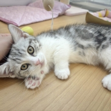 ボクを一番になでなでし〜てっ♥マンチカンくん！
