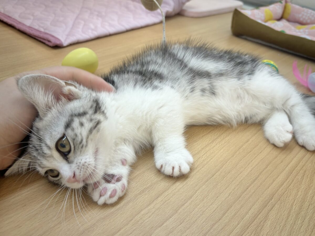 ボクを一番になでなでし〜てっ♥マンチカンくん! マンチカン