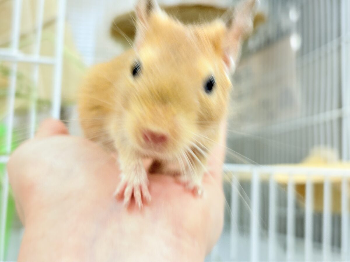 【最新画像更新🪄】濃いめの色合い🧡可愛さ爆発♬*°デグー(サンド) 男の子 デグー