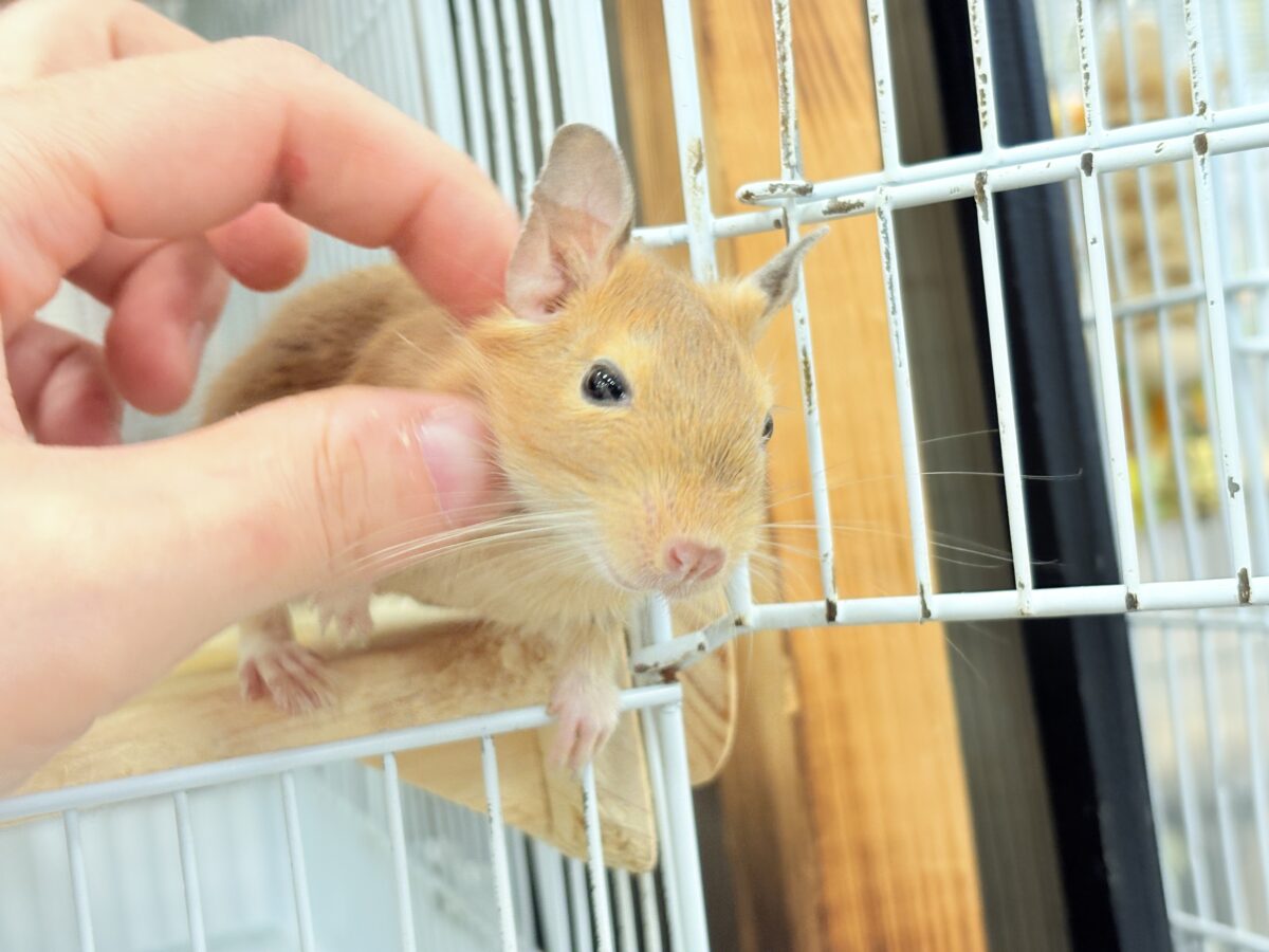 【最新画像更新🪄】濃いめの色合い🧡可愛さ爆発♬*°デグー(サンド) 男の子 デグー