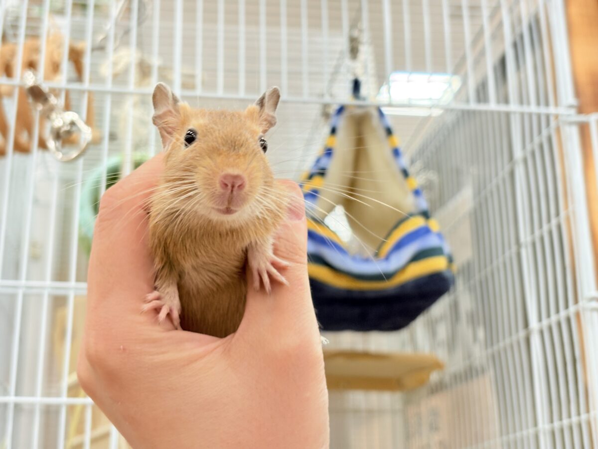 【最新画像更新🪄】濃いめの色合い🧡可愛さ爆発♬*°デグー(サンド) 男の子 デグー