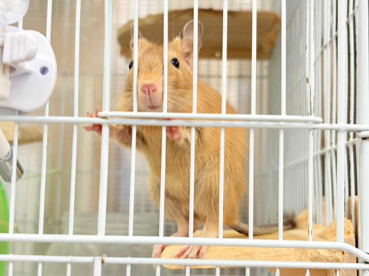 【最新画像更新🪄】濃いめの色合い🧡可愛さ爆発♬*°デグー(サンド) 男の子 デグー