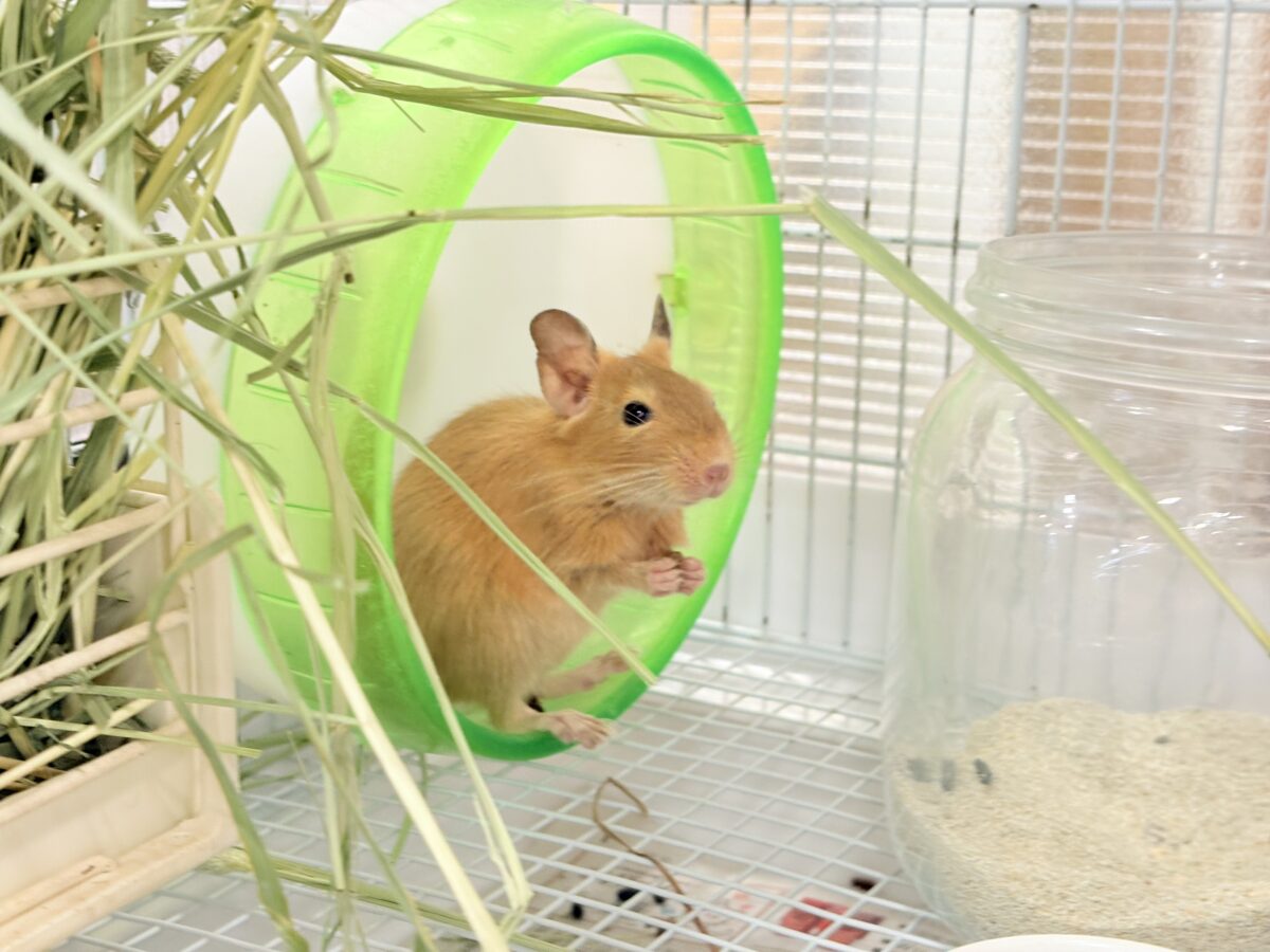 【最新画像更新🪄】濃いめの色合い🧡可愛さ爆発♬*°デグー(サンド) 男の子 デグー