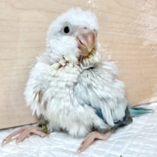 オキナインコ  ブルーパリッドオパーリン  ️🩵🦋🌧∗*ﾟ
