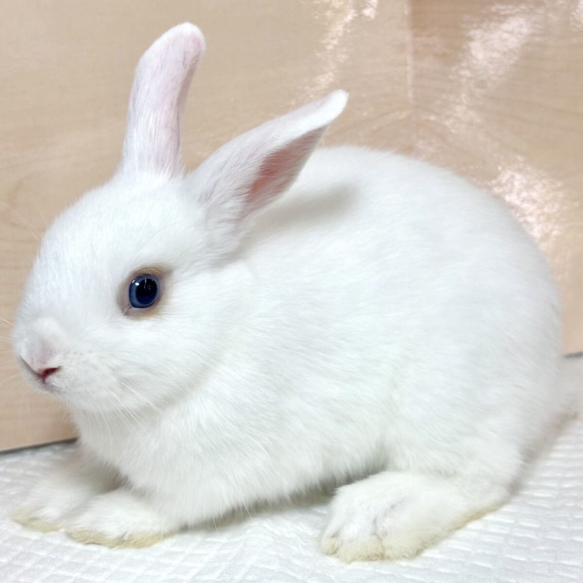 ドワーフホト