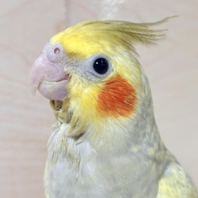 オカメインコ  シナモンパール  🍯🐝🫖⋆゜