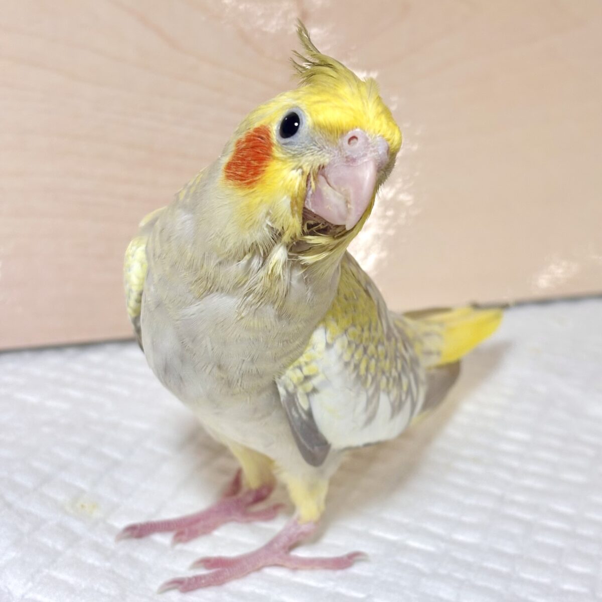 オカメインコ