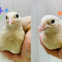 最新画像有ります❗️ピヨピヨ〜🐥⸒⸒真っ白姿になるのかなぁ？白ウズラやって来た‼️