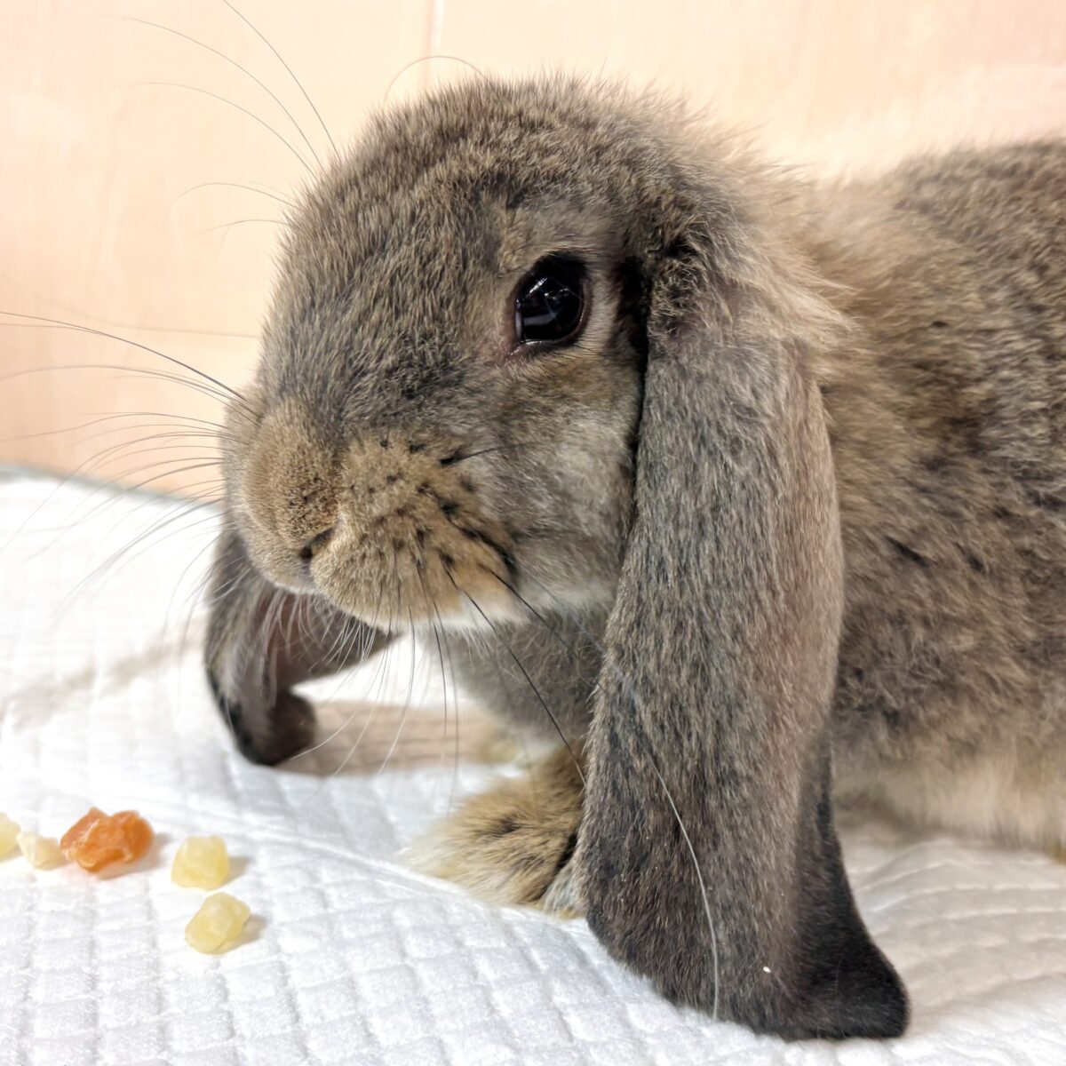 フレンチロップ 男の子 🐰🌿🧡⟡.·*. フレンチロップイヤー