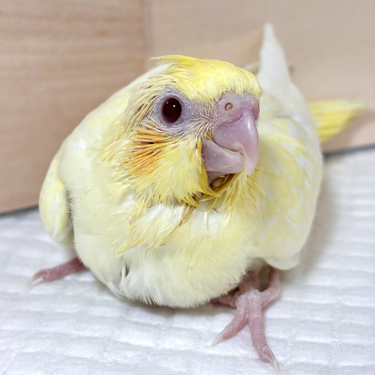 オカメインコ