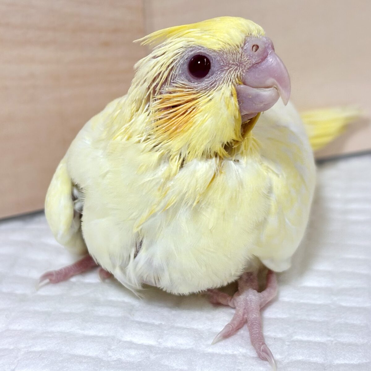 オカメインコ パステルフェイスルチノーパール 🌼🐥✨ オカメインコ