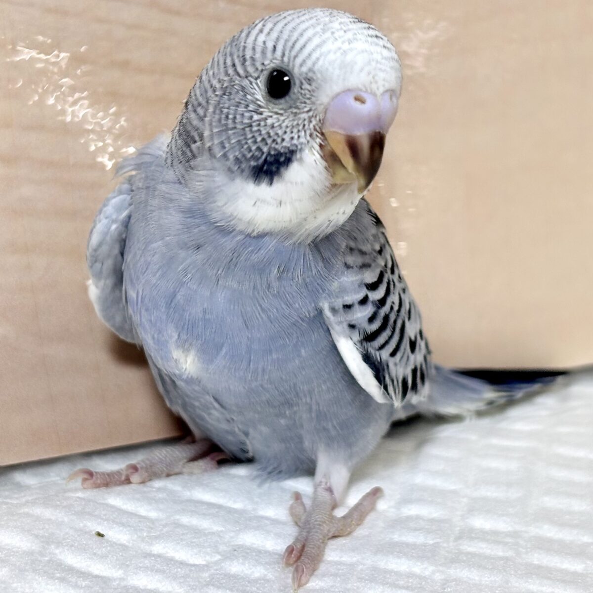 セキセイインコ  モーブ  🩶💜🐦✨