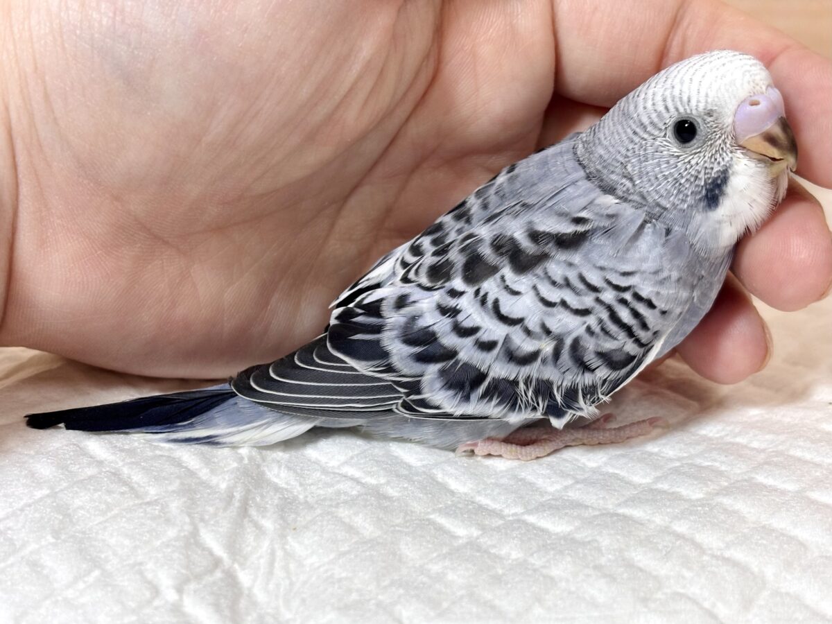 セキセイインコ モーブ 🩶💜🐦✨ セキセイインコ
