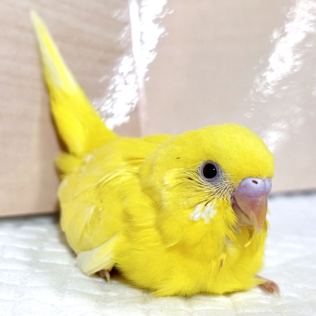 セキセイインコ  ルチノー  🌼☀️🍋