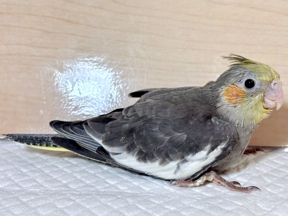 オカメインコ ノーマル 🩶🌼✨ オカメインコ