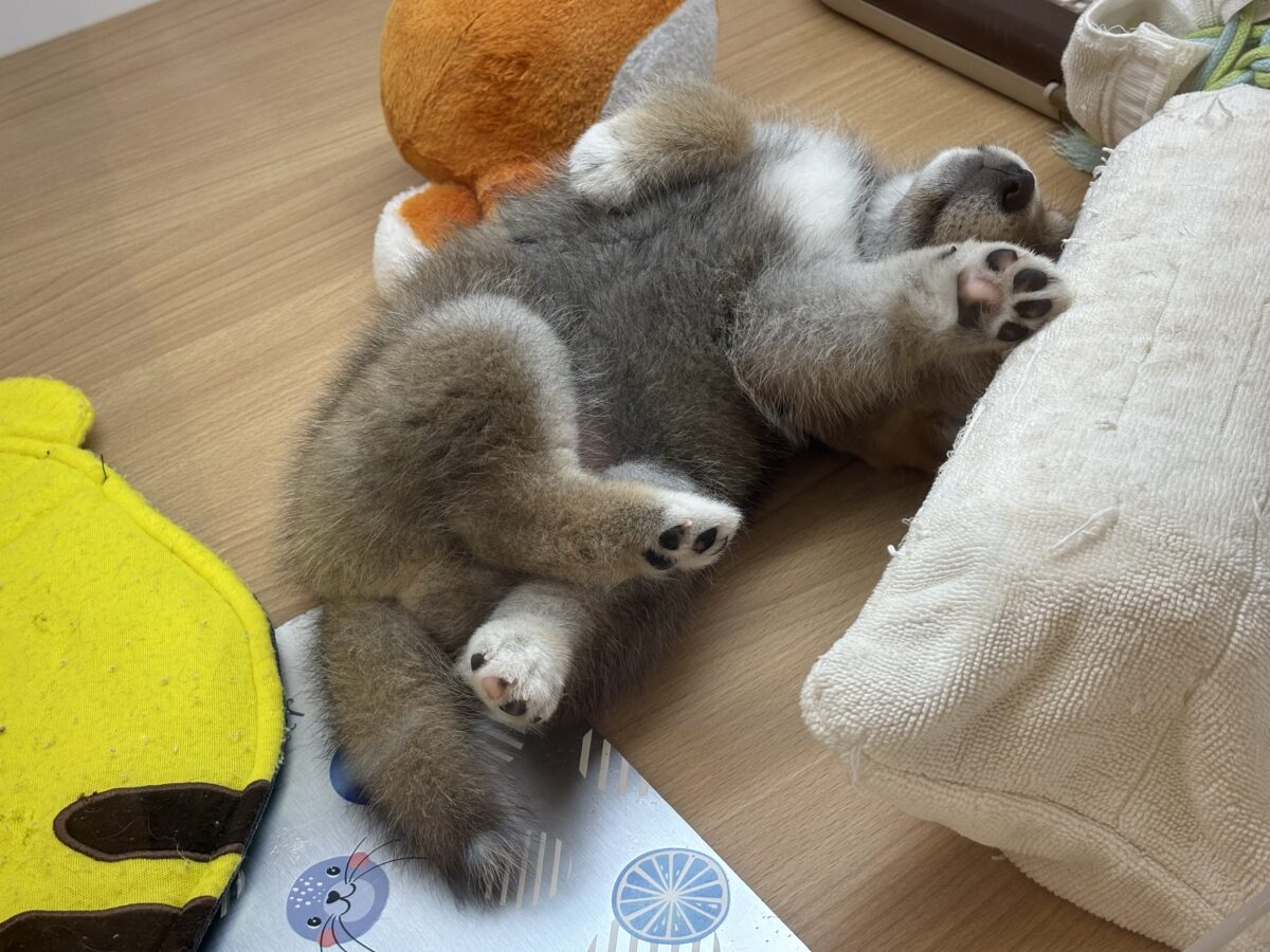 タレ目の破壊力〜!!!柴犬くん! 柴犬
