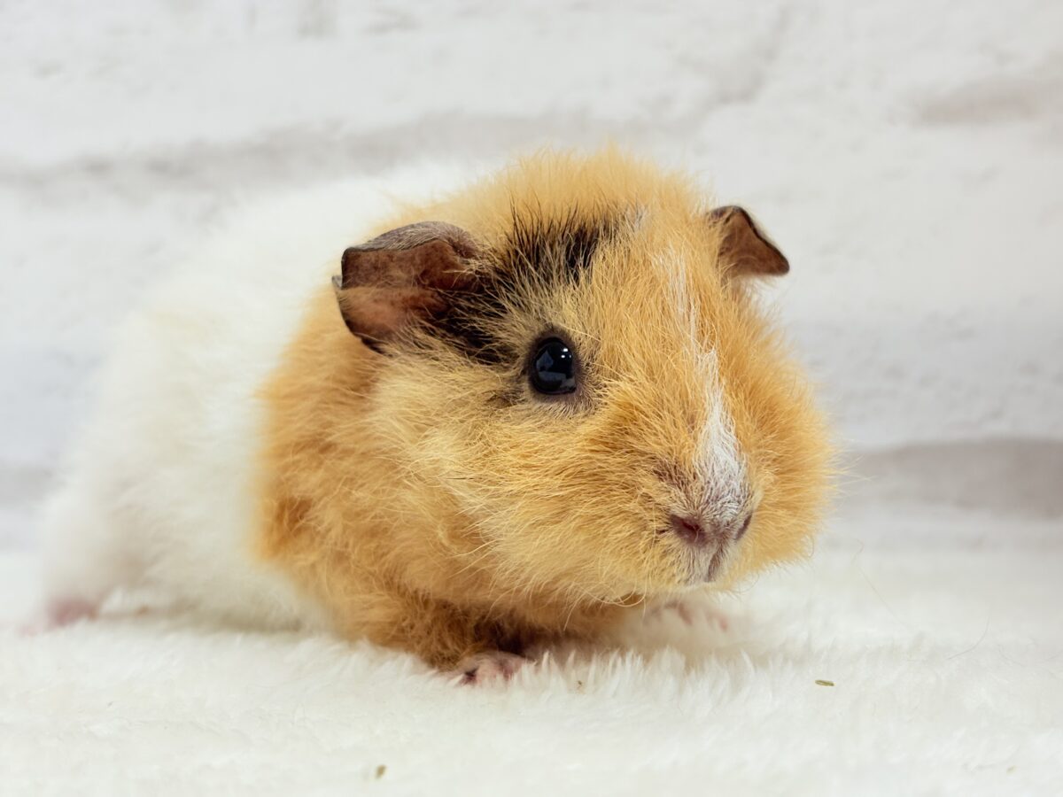 【最新画像更新🪄】くるくるヘアー🐹🌀もっこもこ羊さん♡テディモルモット(男の子) テディモルモット
