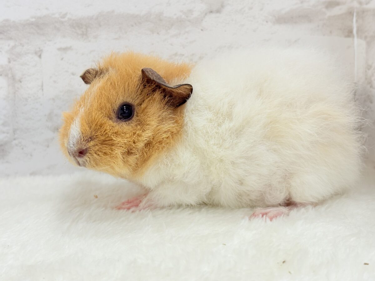 【最新画像更新🪄】くるくるヘアー🐹🌀もっこもこ羊さん♡テディモルモット(男の子) テディモルモット