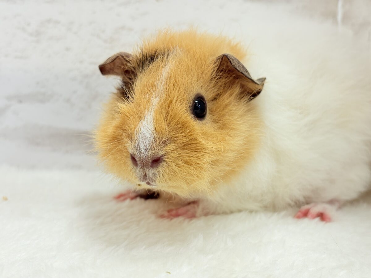 【最新画像更新🪄】くるくるヘアー🐹🌀もっこもこ羊さん♡テディモルモット(男の子) テディモルモット