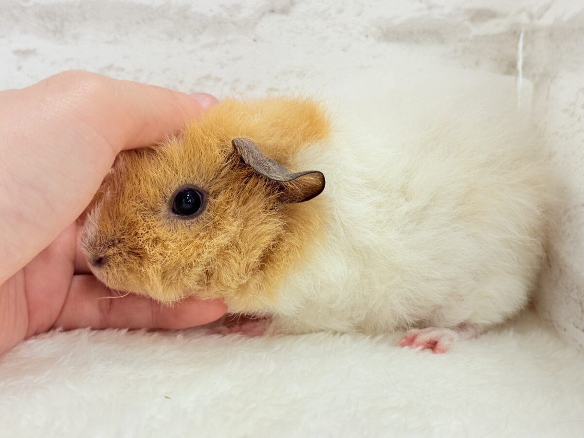 テディモルモット
