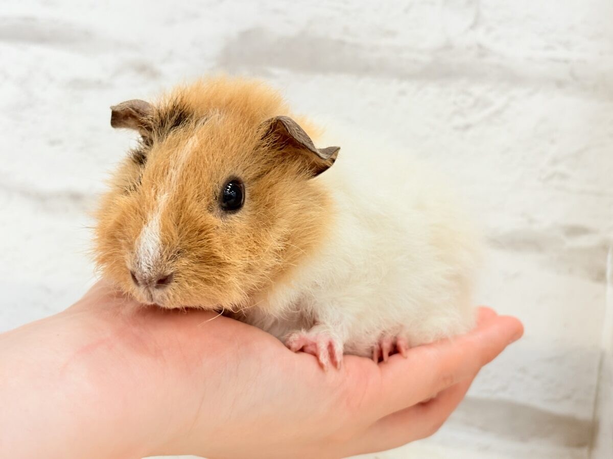 【最新画像更新🪄】くるくるヘアー🐹🌀もっこもこ羊さん♡テディモルモット(男の子) テディモルモット