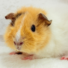 【最新画像更新🪄】くるくるヘアー🐹🌀もっこもこ羊さん♡テディモルモット(男の子)