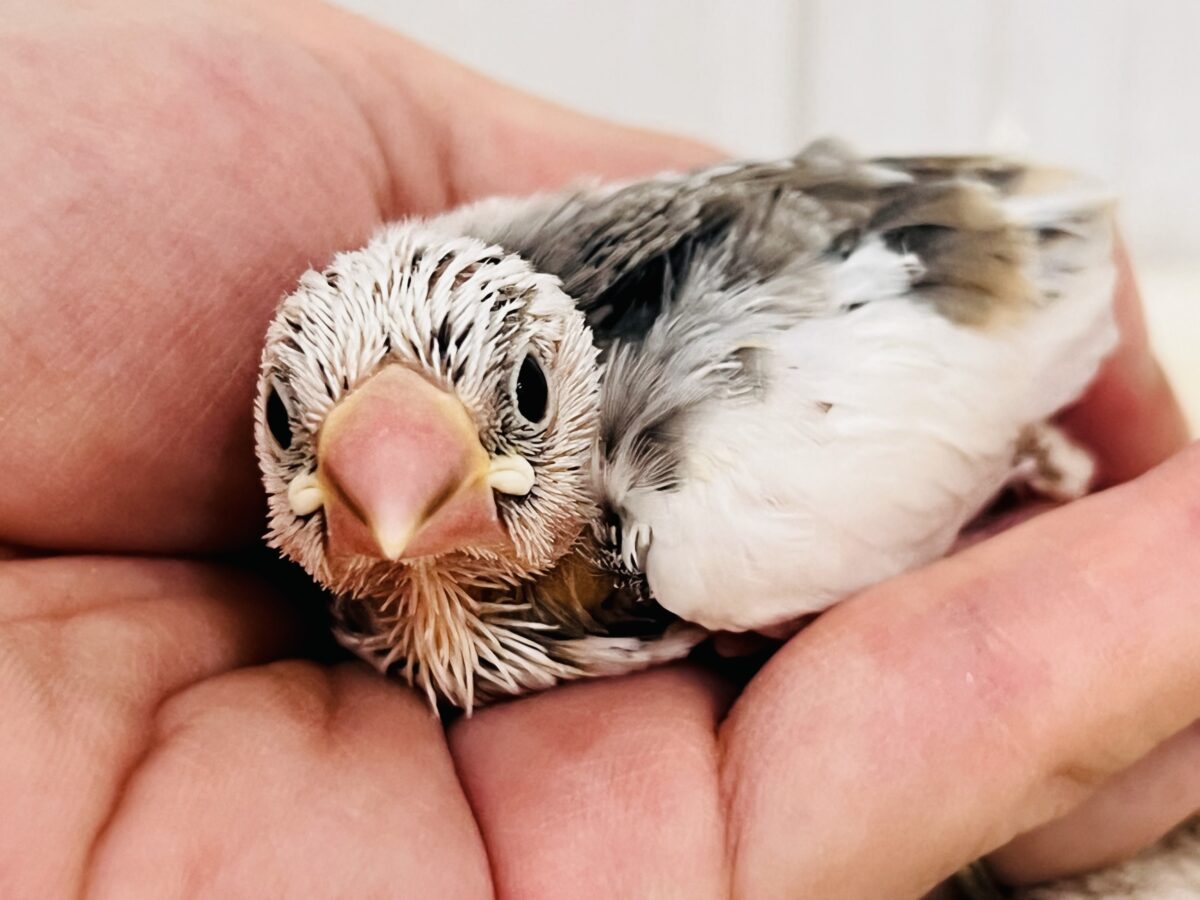 これは！！ﾋﾞﾋﾞｯと❤️謎大き🌀個性派文鳥🪽
