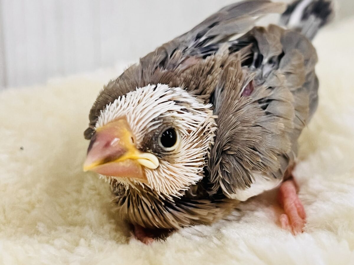 激レア‼︎素顔は白マスクの中⁉️色変わり文鳥です🌟