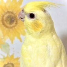 オカメインコ パステルフェイスルチノーパール 🌼🐥✨
