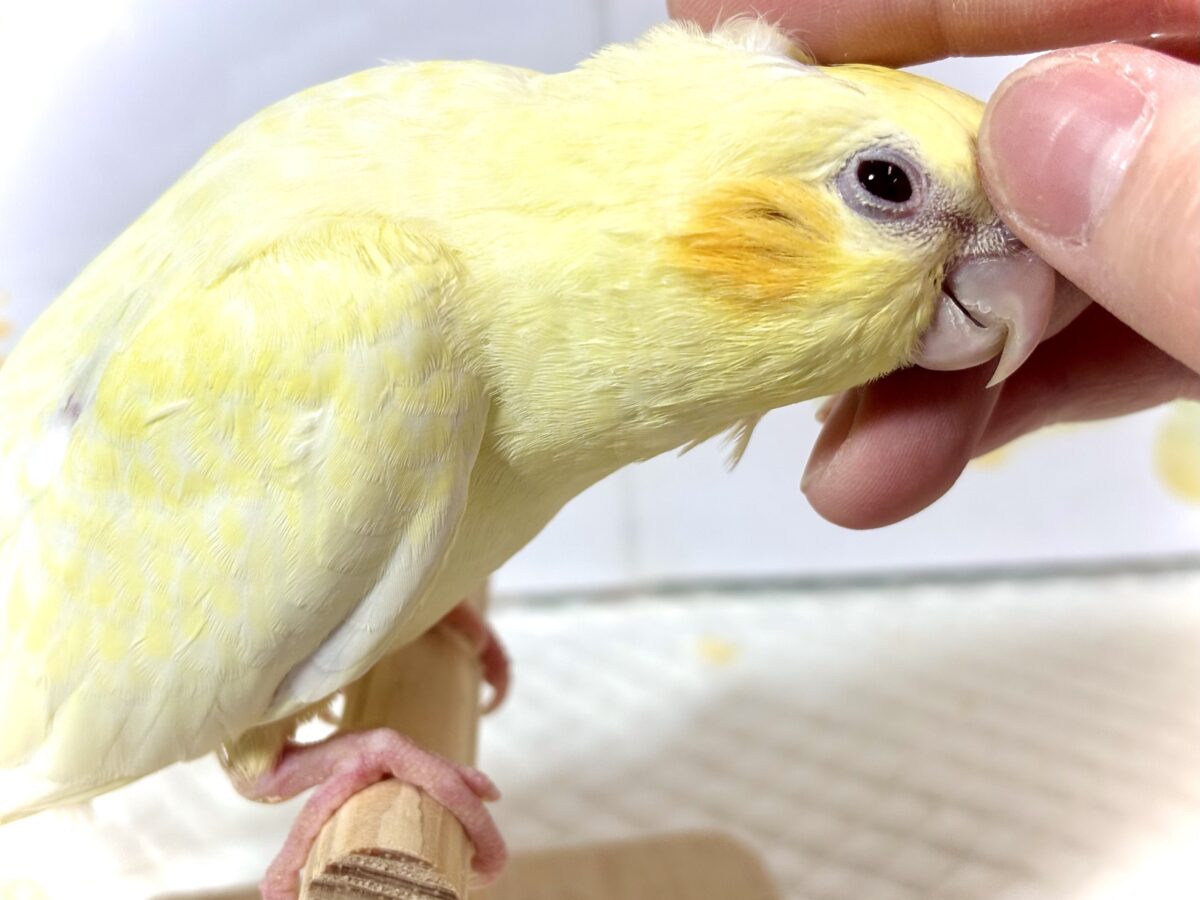 オカメインコ パステルフェイスルチノーパール 🌼🐥✨ オカメインコ