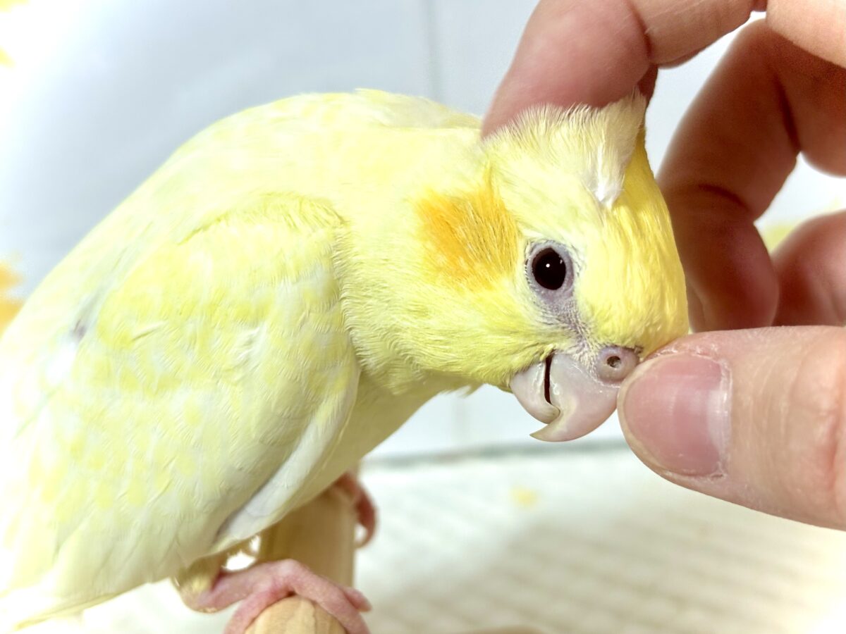 オカメインコ パステルフェイスルチノーパール 🌼🐥✨ オカメインコ