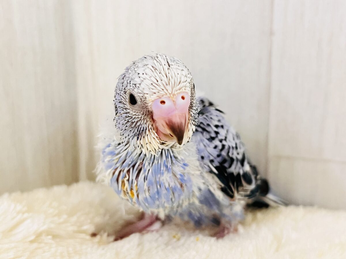 濃い濃い💙美しいサファイアブルー💎セキセイインコ（ブルーオパーリン ）