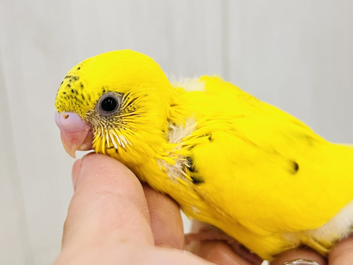 ポツポツほくろの卵焼き💛セキセイインコのイエローハルクイン🌱