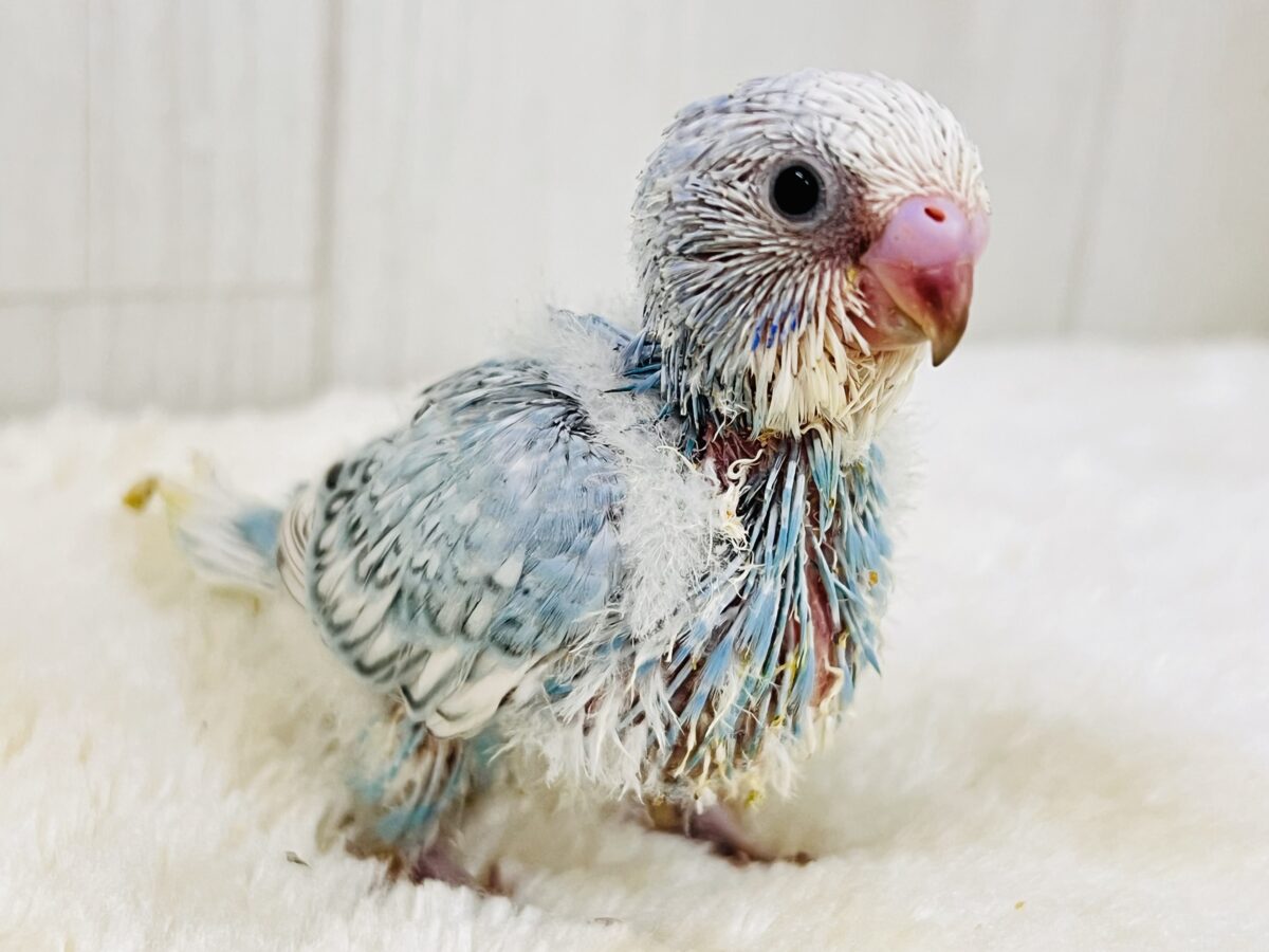 ぱやっと爽やかソーダ🫧セキセイインコのブルースパングル🌟