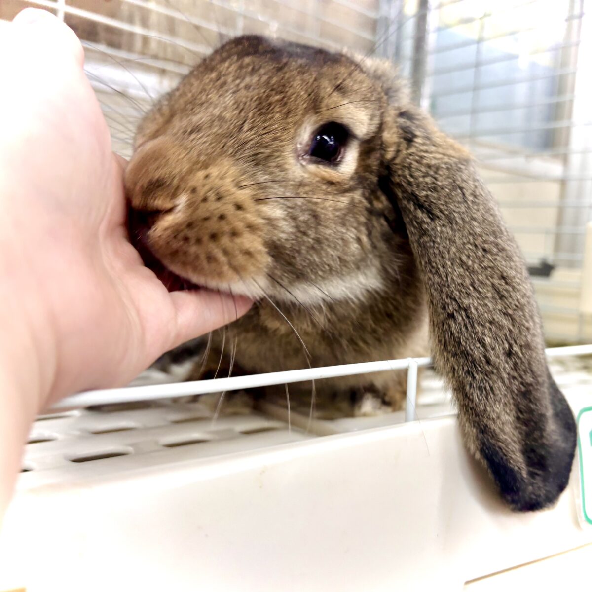 フレンチロップ  男の子 🐰🌿‪🧡‬‪⟡.·*.