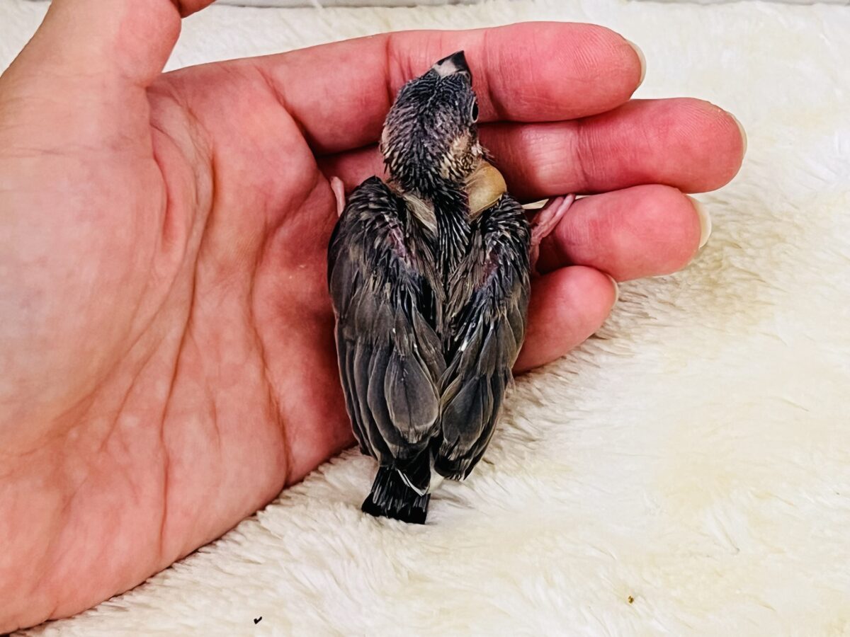 桜文鳥
